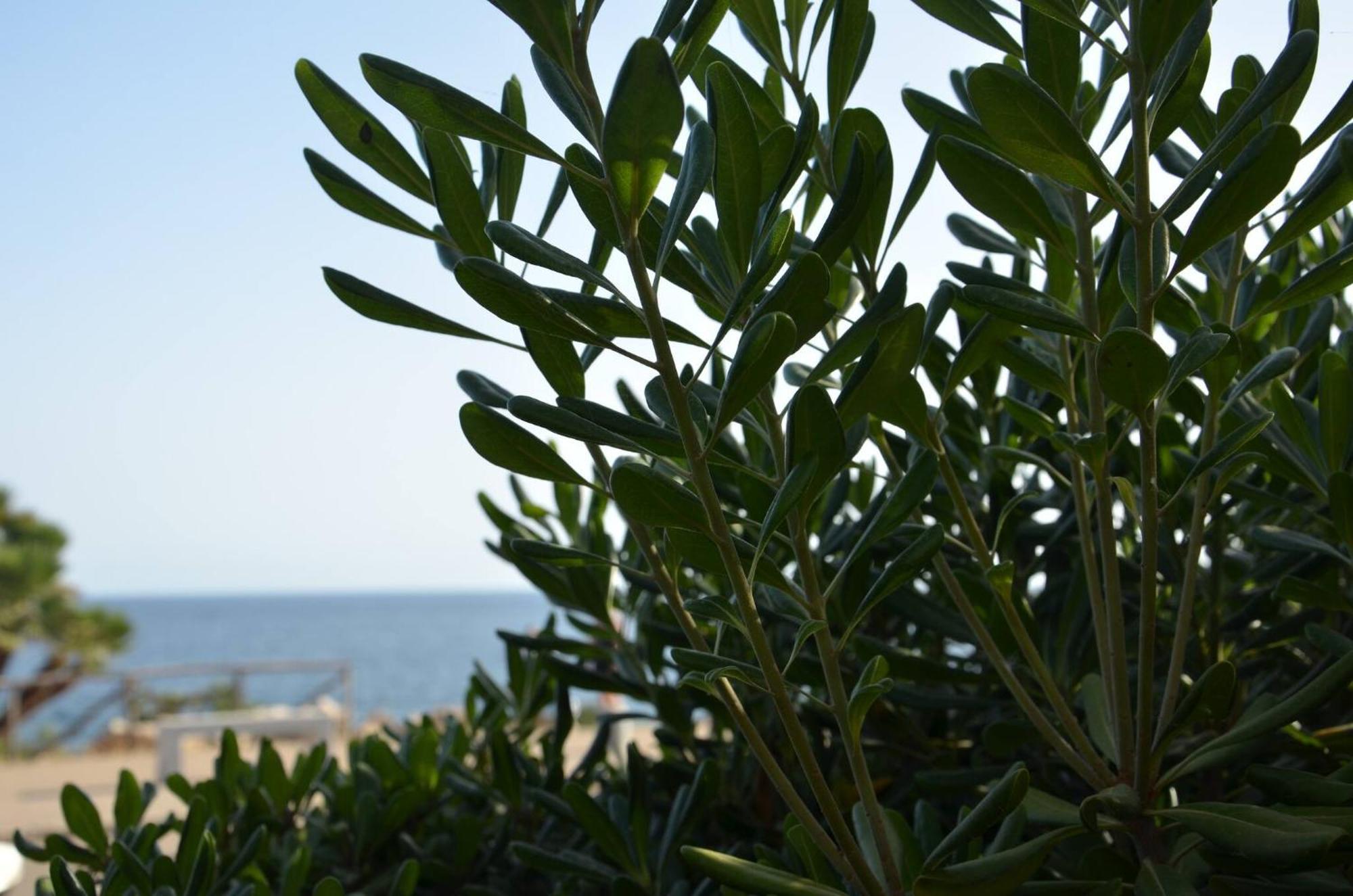 Fantastic Sardinia Villette Con Giardino Fronte Mare Fertilia Faho-Gav01-Gav02 エクステリア 写真